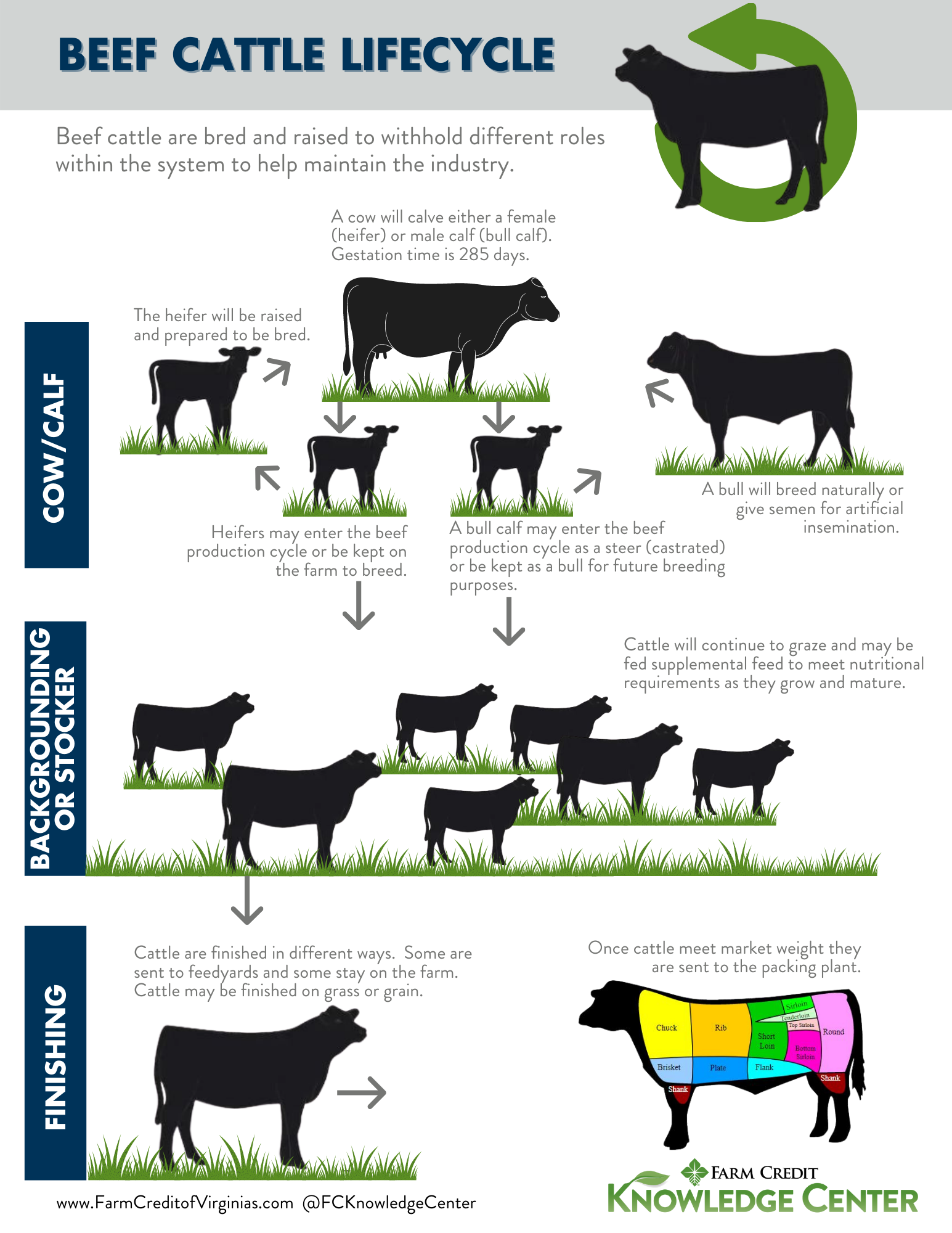 Beef Cattle Lifecycle 